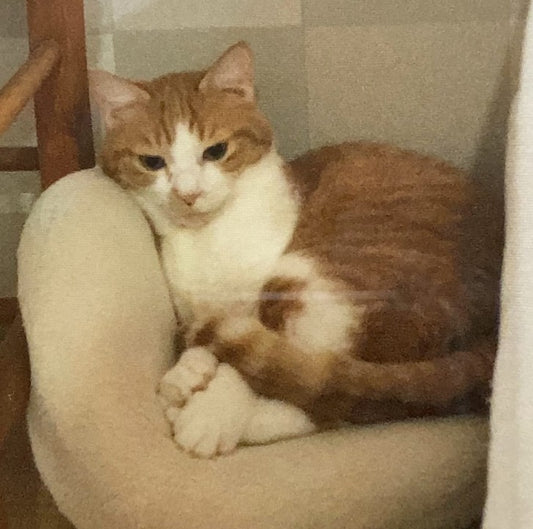 張り子の猫（ご注文の品）